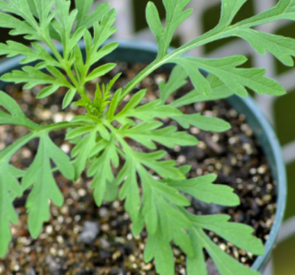 <p><span>Common ragweed (Asteraceae)</span></p>