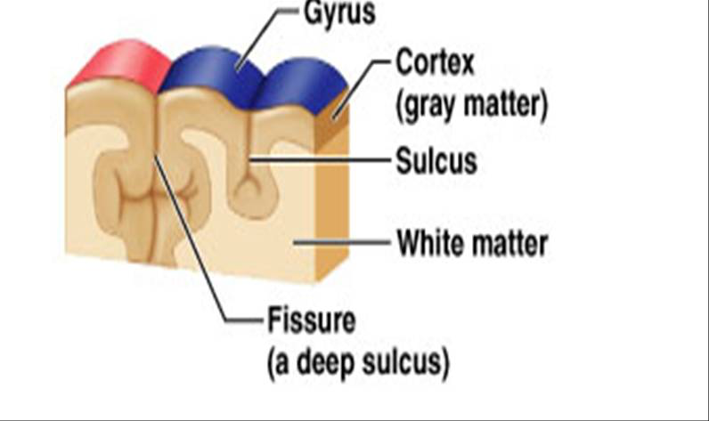 <ul><li><p>structure that contains fibers crossing the midline</p></li><li><p>main connection between right side of brain and left side</p></li><li><p>covered with gyri, sulci, and fissures</p></li><li><p>gyri- ridges</p></li><li><p>sulci- shallow grooves</p></li><li><p>fissures- deep grooves</p></li></ul><p></p>