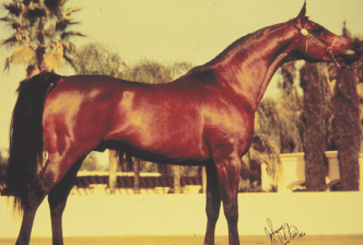 <p>Desert horse from Egypt, noted for speed and stamina, big feet, lighter bones, not very muscular. Tail is up, hip is level with the croup, not very muscular, neck has an arch to it, neck is long and out. Alertful, head has a dish appearance</p>