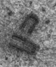 <p>what are these </p>
