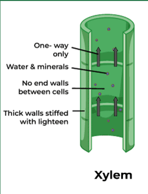 <ul><li><p>thin walled, dead at maturity </p></li><li><p>moves water and dissolved minerals upward from roots to leaves</p></li><li><p>dead, hollow cells form tubes</p></li></ul><p></p>