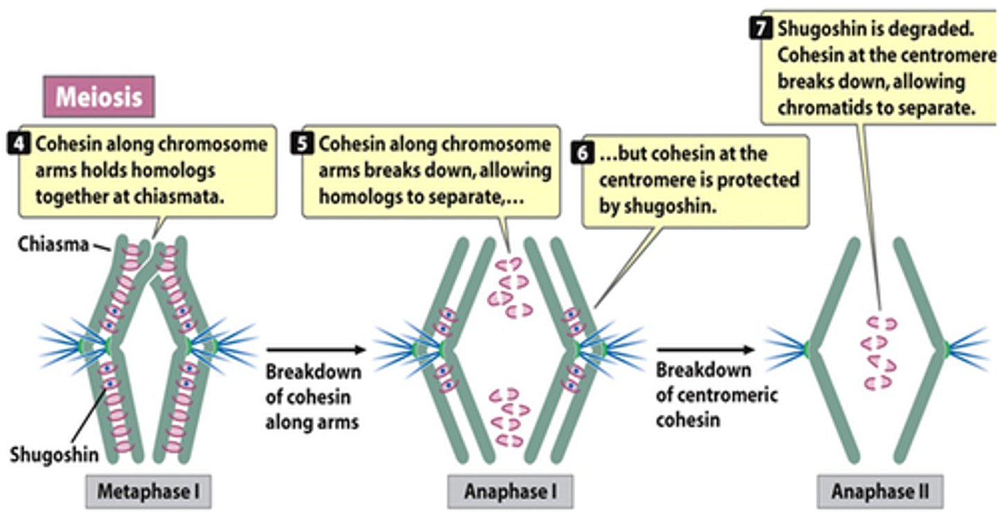 <p>Degrades cohesin at chiasmata in anaphase I, allowing only homologs to separate</p>
