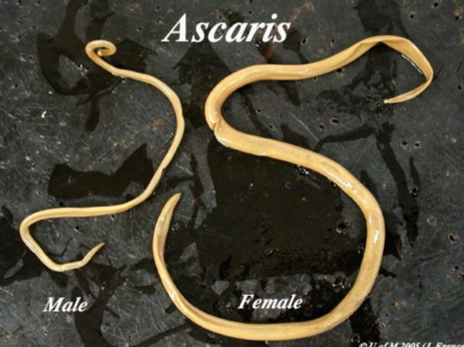 <p>Ascaris characteristics</p>