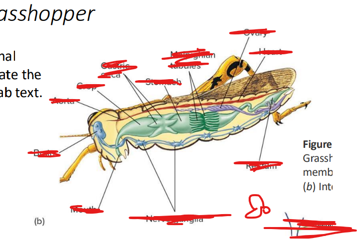 <p>crops</p><p>• gastric ceca</p><p>• stomach</p><p>• intestine rectum</p><p>• hemocoel</p><p>• heart</p><p>• aorta</p><p>• Malpighian tubes</p><p>• ventral nerve cord</p><p>• ganglion</p>