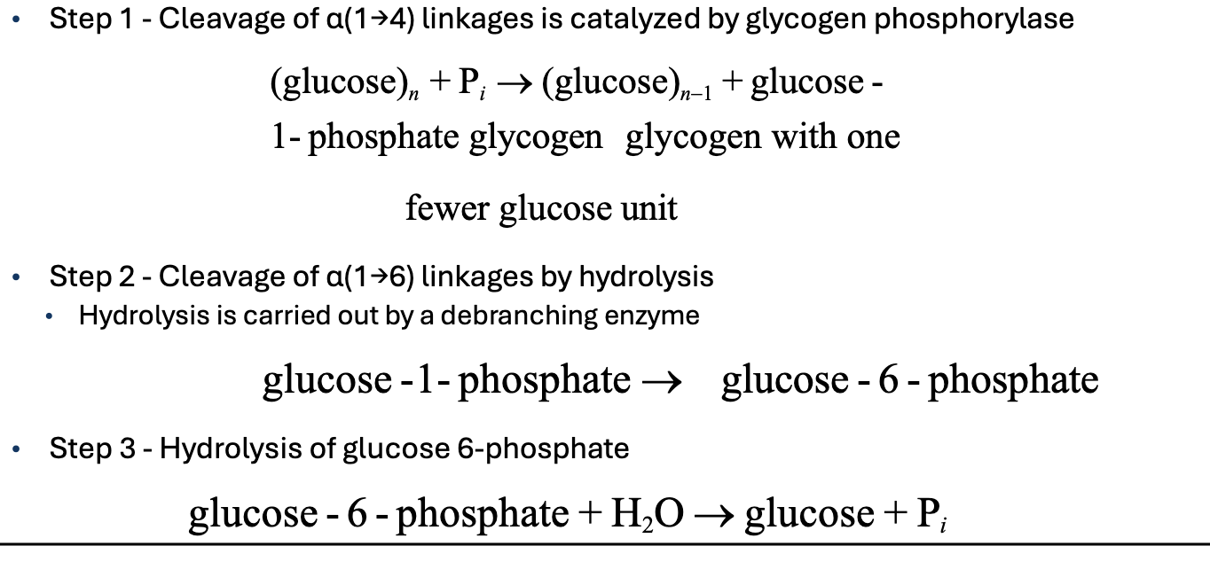 <p>Step 1:</p><ul><li><p>Cleavage of α(1→4) linkages is catalyzed by glycogen phosphorylase </p></li></ul><p>Step 2 - Cleavage of α(1→6) linkages by hydrolysis</p><ul><li><p>Hydrolysis is carried out by a debranching enzyme </p></li></ul><p>Step 3: </p><ul><li><p>Hydrolysis of glucose 6-phosphate</p><p></p></li></ul><p></p>