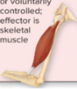<p>Motor Nervous System: <strong>Somatic Motor</strong></p>