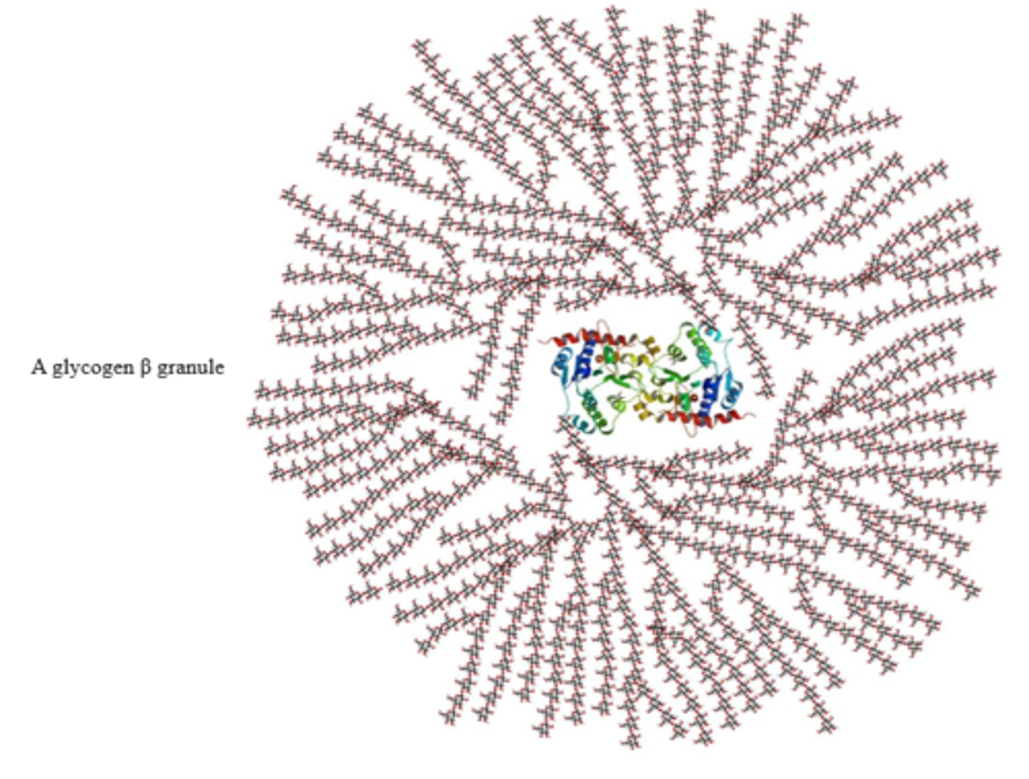 <p>as β-granules<br>-Vary in size, structure, and subcellular location<br>-Have many branched chains of D-glucose</p>