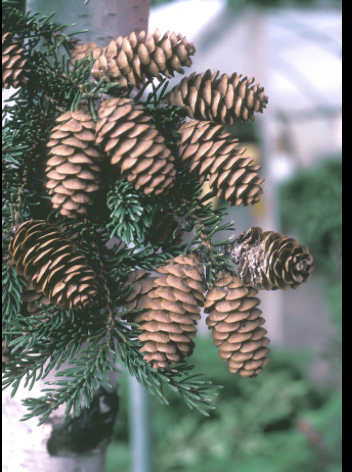 <p>cones, irregular toothed margin, small, tough, thin edge on scale, dark almost black color</p>