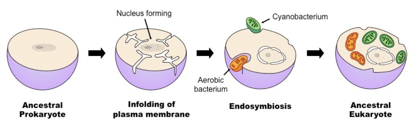 <p><span style="background-color: transparent;">Suggests that a long time ago, a symbiotic relationship (mutualism, meaning both species benefit) formed between early eukaryotes and prokaryotes.&nbsp;</span></p>