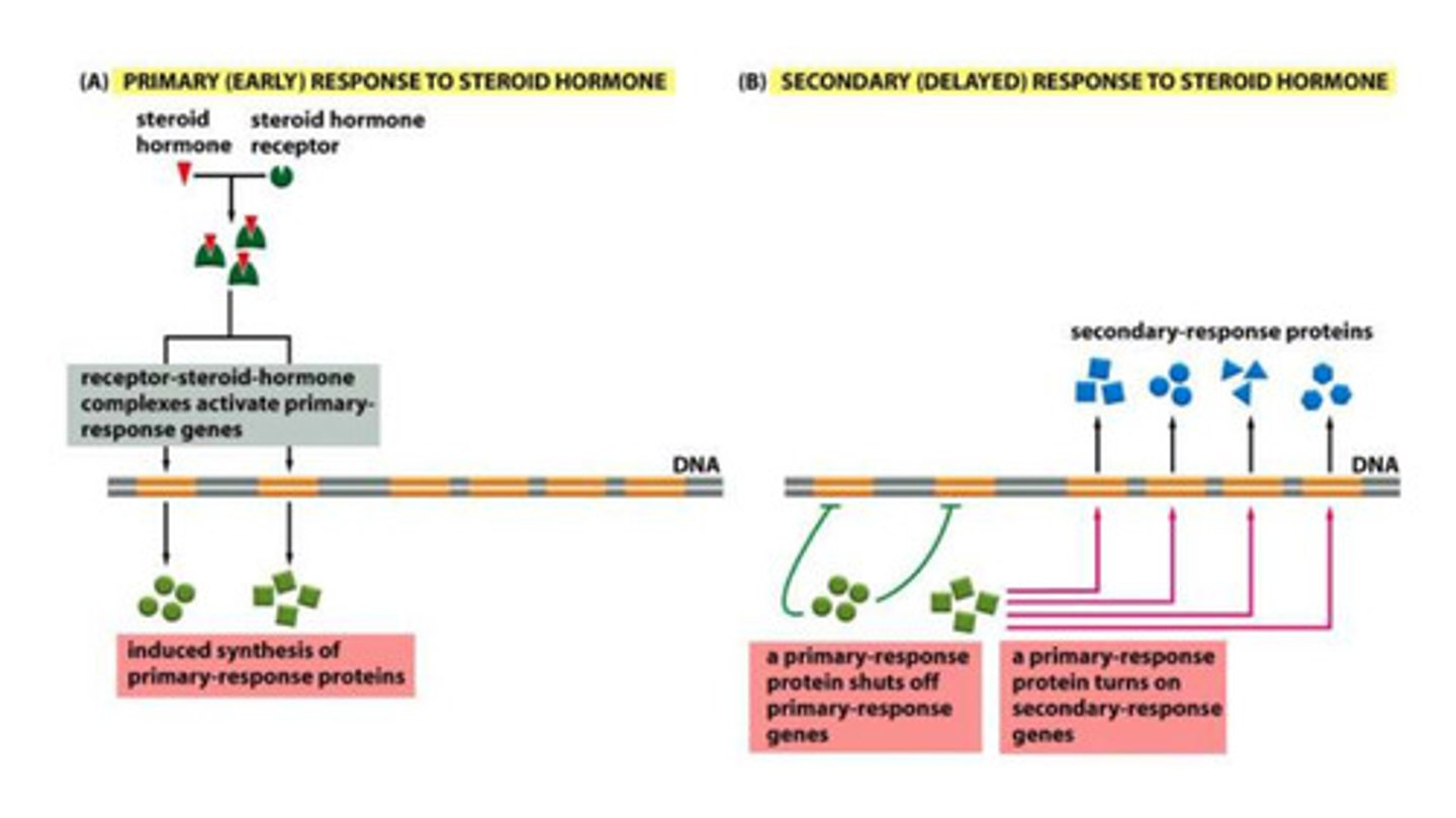 <p>- the production of primary proteins is turned off BY the primary response protein product</p><p>- the primary proteins then bind to the primary response gene sequence to transcribe secondary proteins</p><p>- the secondary proteins are then produced</p>