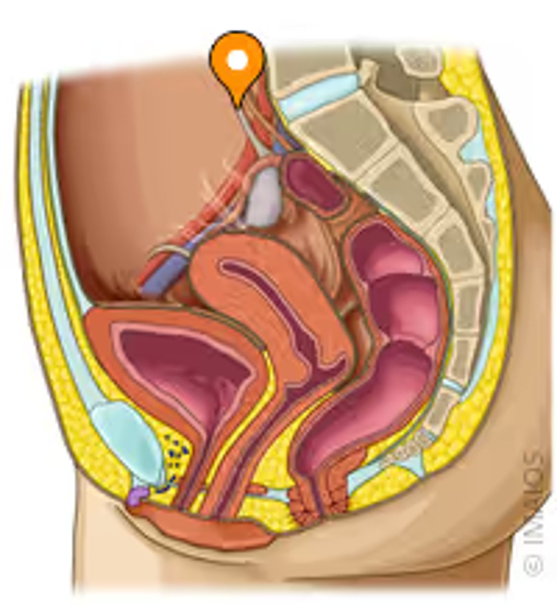 <p>anchors ovary laterally to pelvic wall</p>