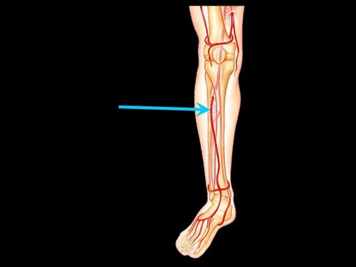 <p>artery</p>