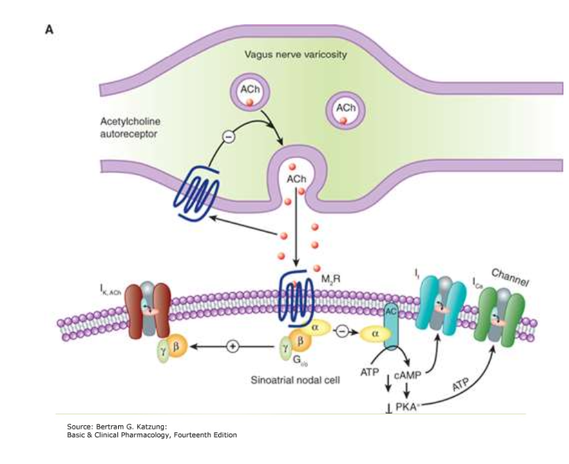 <p><strong>Heart</strong>: Decreases heart rate and cardiac output (A<span><span>cetylcholine mimics </span></span>vagal stimulation<span><span>, so when given IV, it </span></span>slows SA node firing<span><span>, causing </span></span>bradycardia and decreased cardiac output<span><span>)</span></span></p><p><strong>Blood pressure</strong>: Causes vasodilation and decreases BP (cuz <span><span>Injection of acetylcholine lowers blood pressure </span></span>indirectly<span><span> by activating </span></span>M3 receptors on endothelial cells<span><span>, which release </span></span>nitric oxide<span><span>, causing </span></span>smooth muscle relaxation and vasodilation<span><span>)</span></span></p><p><strong>Bladder</strong>: Contracts detrusor muscle → urination</p><p><strong>Eye</strong>: Causes miosis and accommodation (i<span><span>nvolved in stimulation of ciliary muscle contraction, topical for near vision and constriction of the sphincter muscle causing miosis)</span></span></p><p><strong>Secretions</strong>: Increases salivary, gastric, intestinal and bronchial secretions and also increases intestinal motility </p><p></p><p></p>