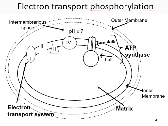 <p>mobile carrier that is small and soluble, transport electrons to complex IV</p>