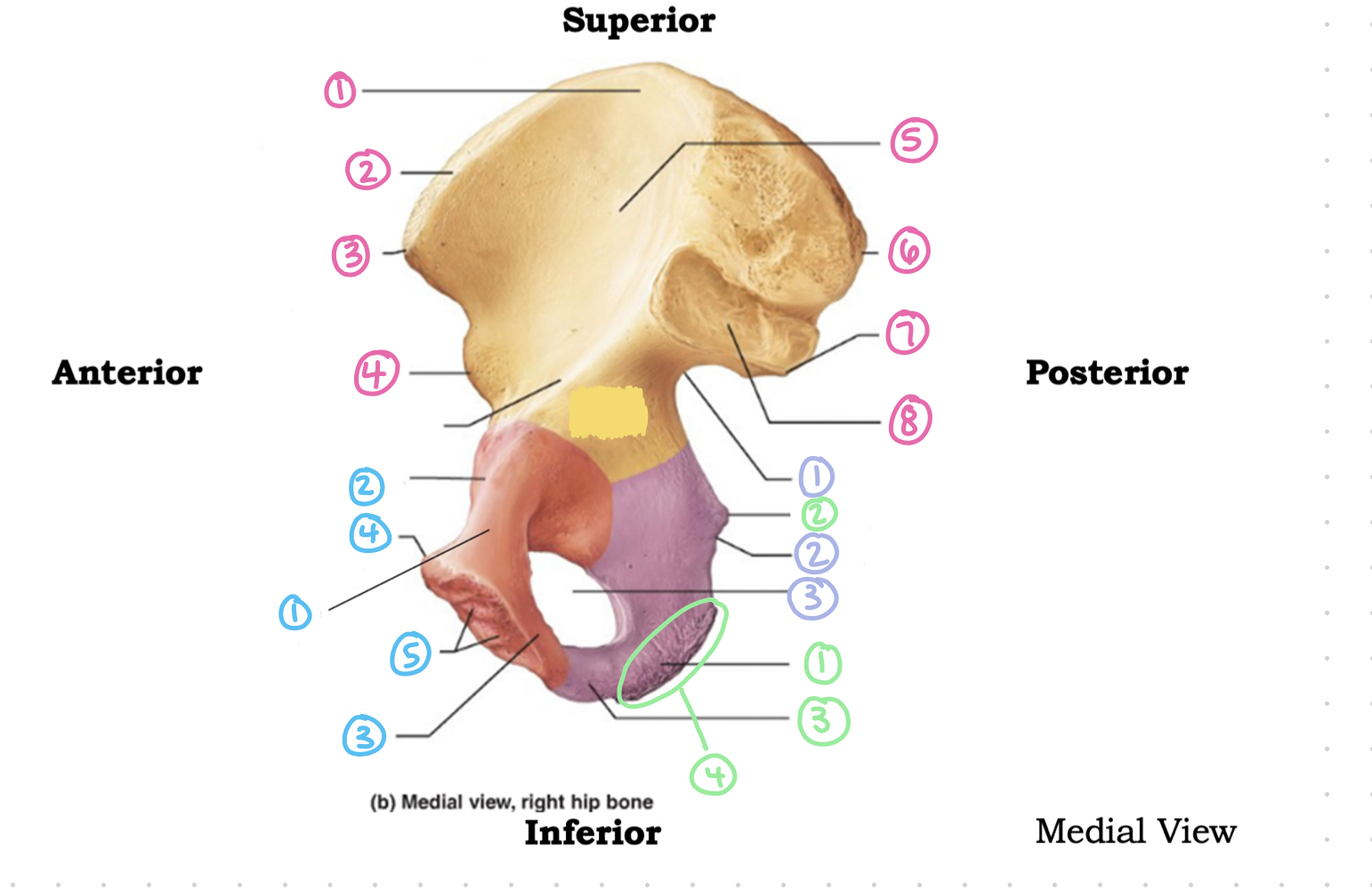 <p>os coxae medial view - green 4</p>