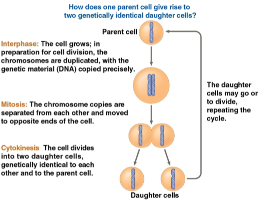 <p>Mitosis</p>