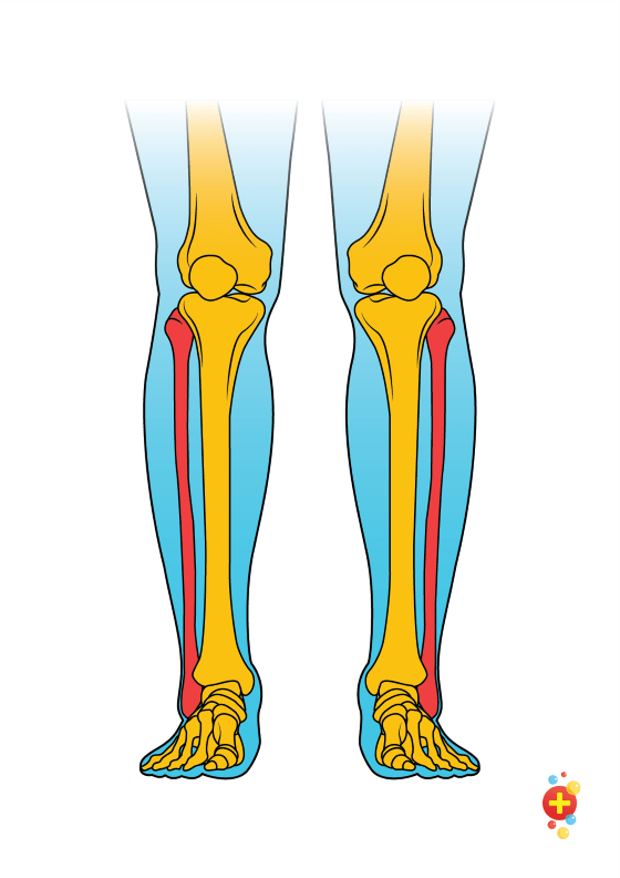 <p><span style="font-family: Arial, sans-serif">Name the bone you’ll find at 5</span></p>