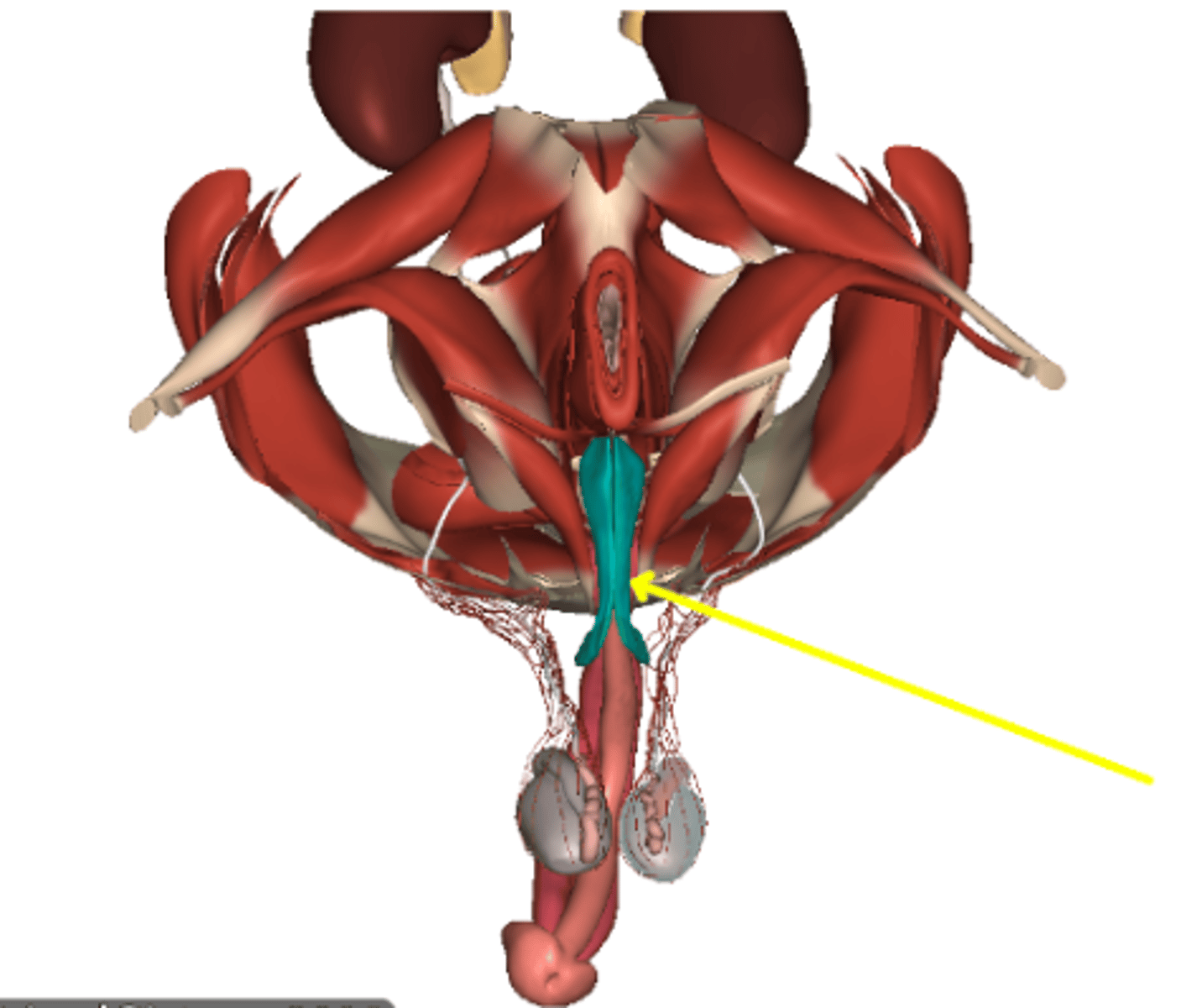 <p>bulbospongiosus muscle</p>