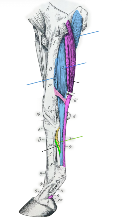 <p>Nommes les structures en couleurs</p>