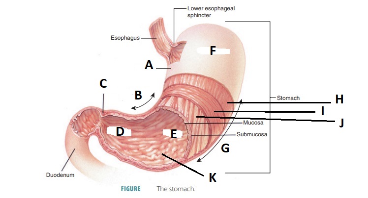 <p>E</p>