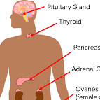 <p>Pituitary gland</p>