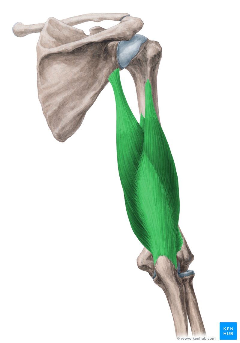 <p>Origin: Infraglenoid tubercle (long head); Lateral humeral surface (lateral head); posterior humeral surface (medial head) Insertion: Olecranon process (ulna) Actions: extends elbow</p>