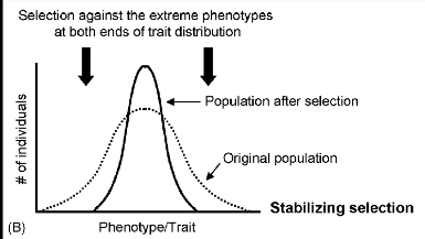 <p>Stabalizing selection</p>