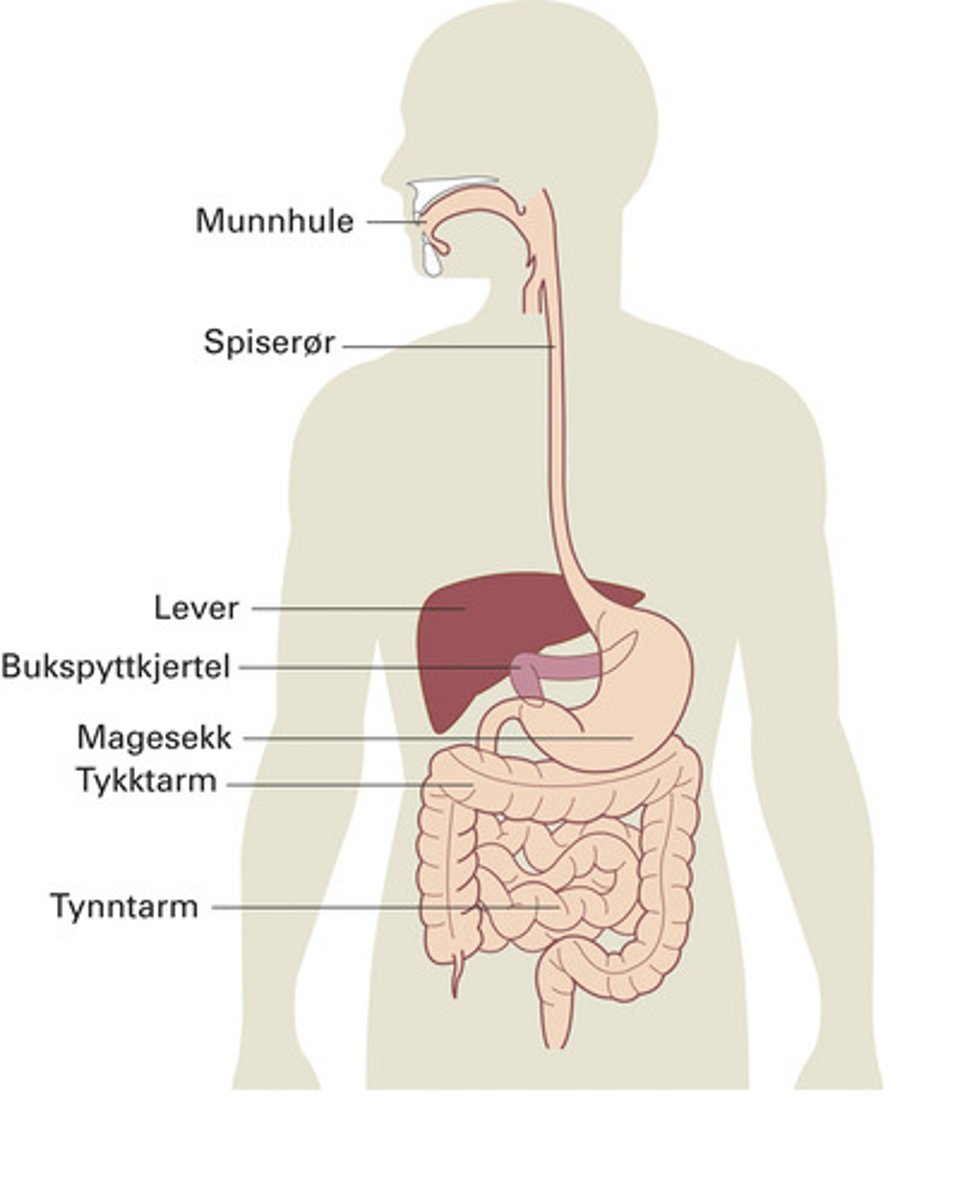 <p>Ulike typer vev danner organer med spesifikke funksjoner.</p><p>Eks: Lunger (som består av alle de 4 hovedtypene vev)</p>