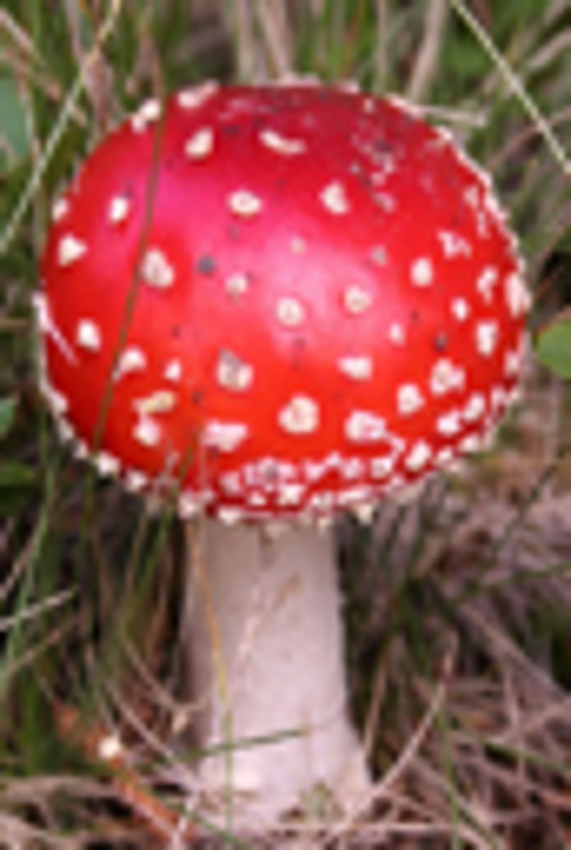 <p>muscimol, the principal psychoactive constituent</p>