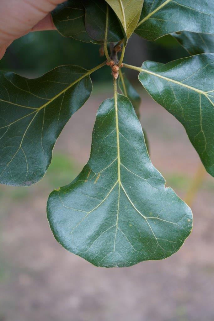 <p><em>Quercus marilandica var. marilandica </em></p>