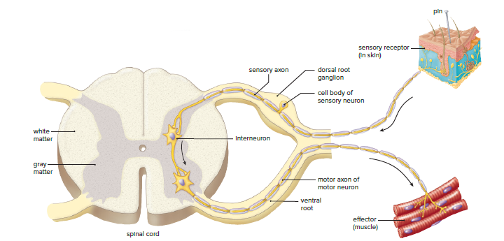 Fig 27.12 - A reflex arc showing the path of a spinal reflex.