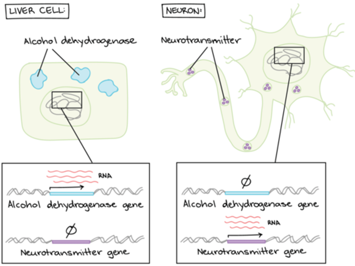 <p>gene</p>