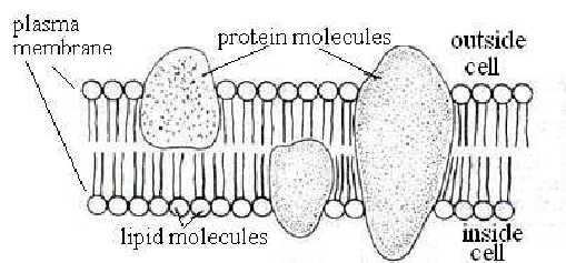<p>Fluid mosaic model Phospholipid bilayer Protein molecules embedded into the two phospholipid layers Provide support and flexibility</p>