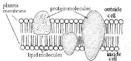 Fluid mosaic model
Phospholipid bilayer
Protein molecules embedded into the two phospholipid layers
Provide support and flexibility
