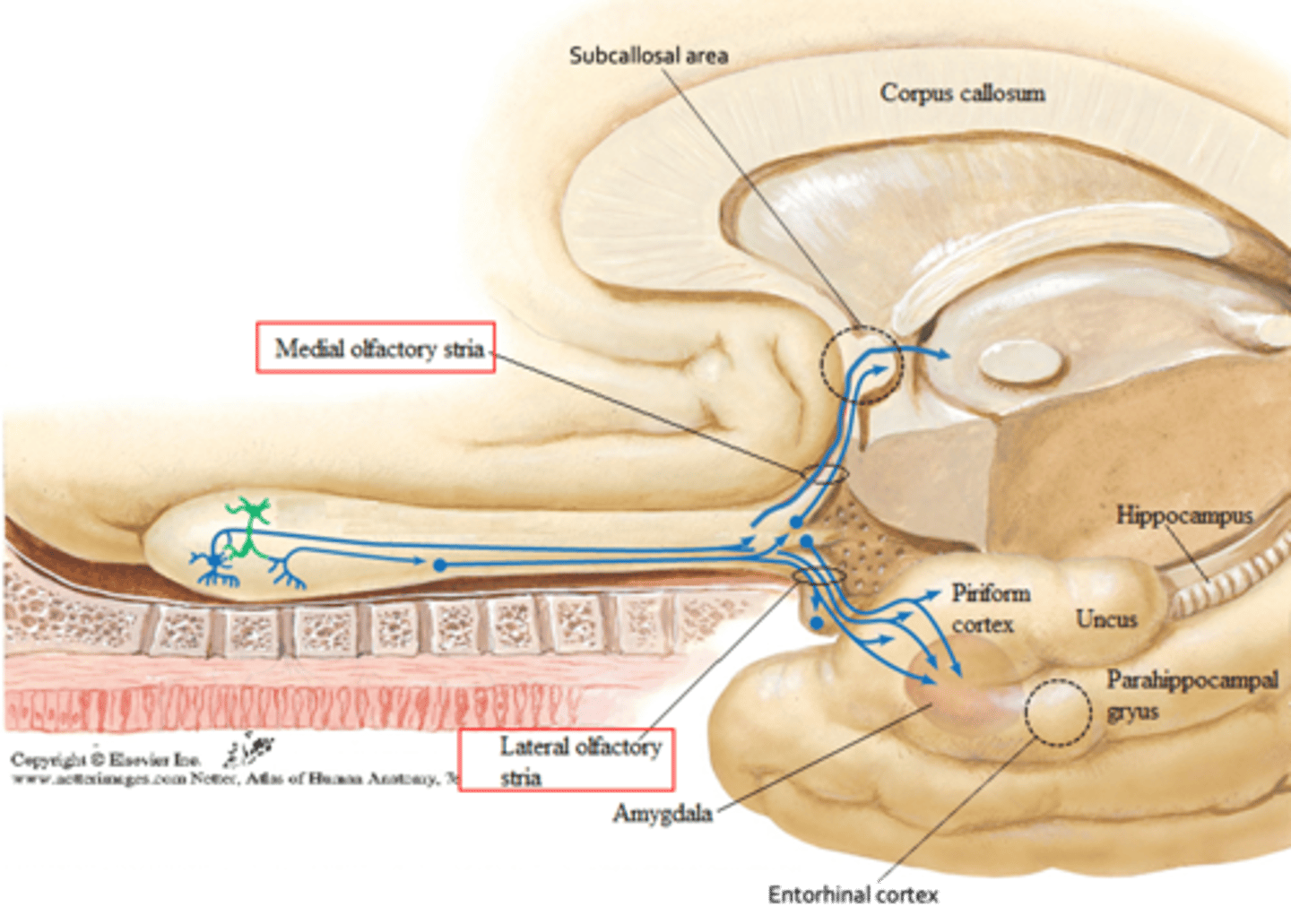 <p>1. anterior olfactory nucleus</p><p>2. amygdala</p><p>3. olfactory tubercle</p><p>4. piriform cortex</p><p>5. rostral entorhinal cortex</p>