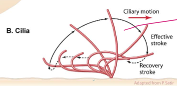 <p>They regulate ciliary motion with power stroke motions akin to an Olympic swimmer.&nbsp;They be stroking.</p>