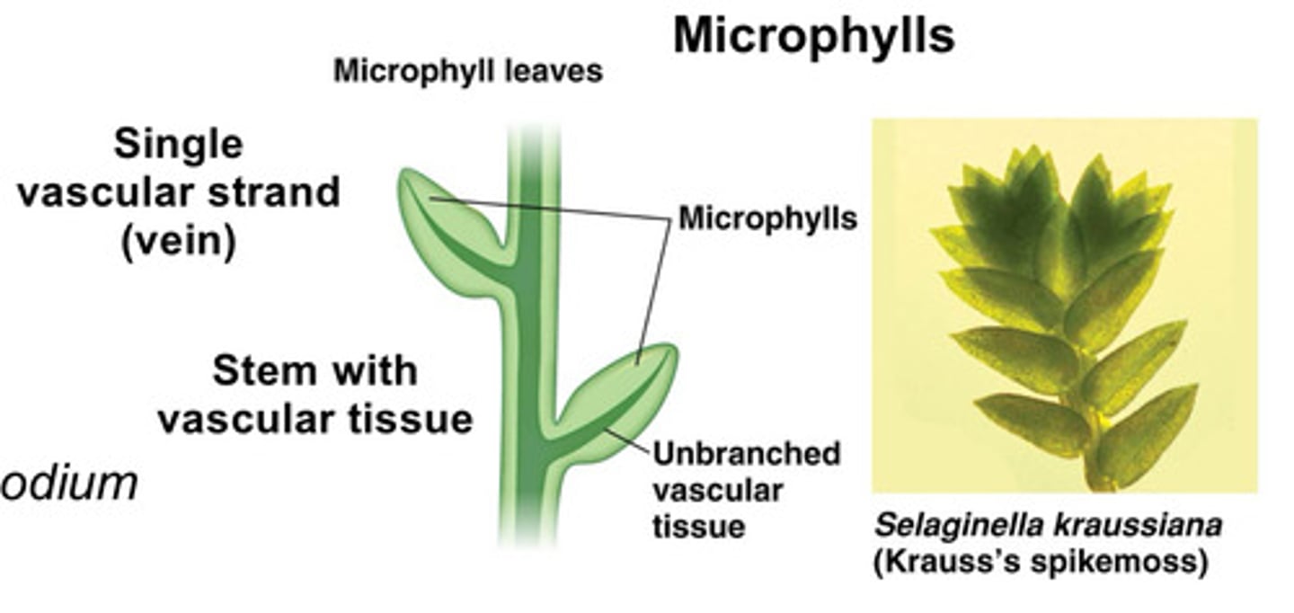<p>small, spine-shaped leaves with single unbranched vascular vein</p>