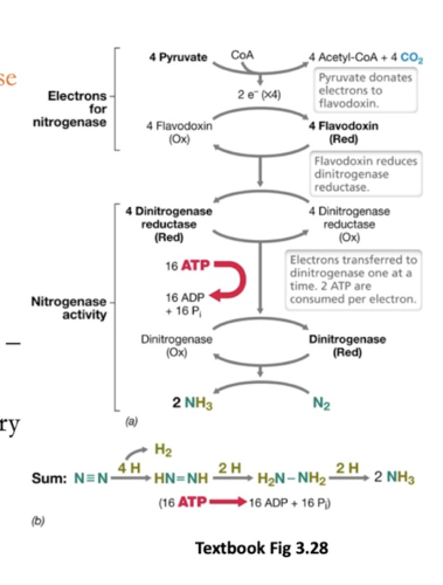 <p>Dinitrogenase and dinitrogenase reductase</p>