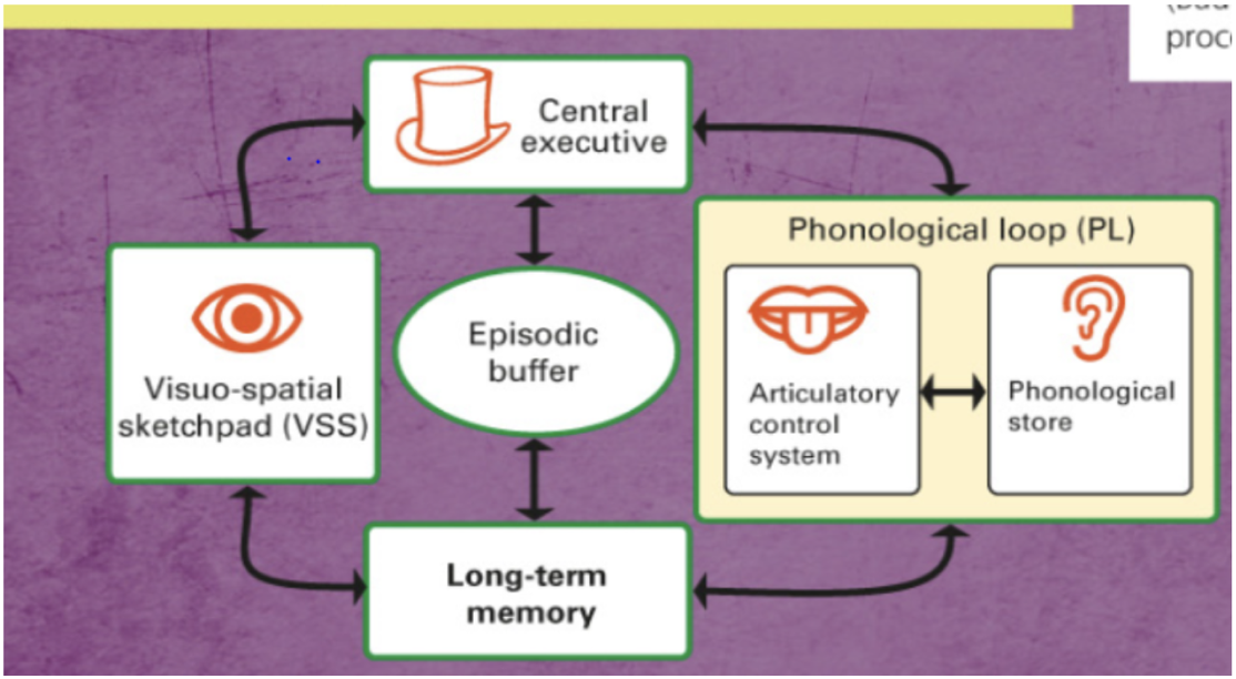 <p>created the working memory model, a model of STM more complex than the MSM</p>