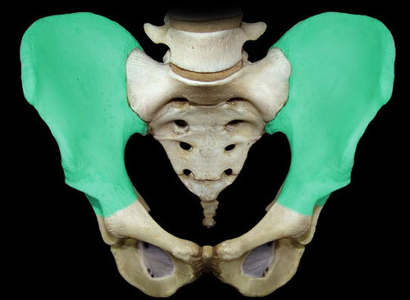 <p>Name this part of the hip bone</p>