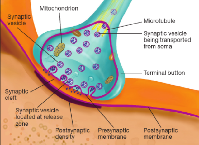 <ul><li><p>terminal button (of pre-synaptic neuron)</p></li><li><p>synaptic cleft (gap between two neurons)</p></li><li><p>pre and post synaptic membrane (where neurotransmitters exit and are recieved)</p></li><li><p>synaptic vesicles (package + exocytose neurotransmitters) </p></li></ul><p></p>