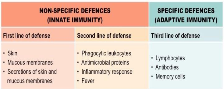 <p>Innate = always active; first and second line of defense</p><ul><li><p>Physical Barriers</p></li><li><p>Mechanical Barriers</p></li><li><p>Antimicrobial Chemicals</p></li><li><p>Cellular Barriers&nbsp;</p></li></ul><p>Acquired = must be stimulated to be come active; third line of defense&nbsp;</p><ul><li><p>Immune system learning to attack antigens&nbsp;</p></li></ul><p></p>