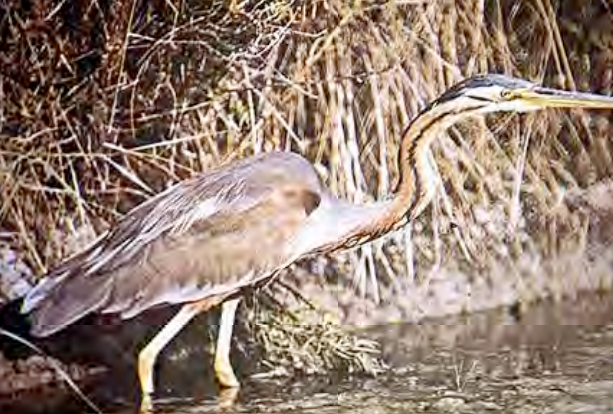 <p>Garza imperial </p>