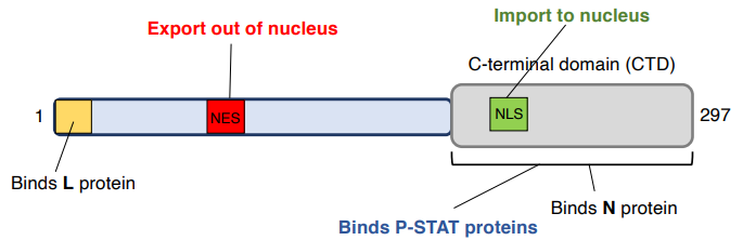 <ul><li><p>CTD binds many host proteins</p></li><li><p>CTD binds phosphorylated STAT1/2</p></li></ul><p></p><p>traffics between nucleus &amp; cytoplasm</p><ul><li><p><strong><u>NLS</u></strong> = nuclear localization sequence</p></li><li><p><strong><u>NES</u></strong> = nuclear export sequence</p></li></ul><p></p>