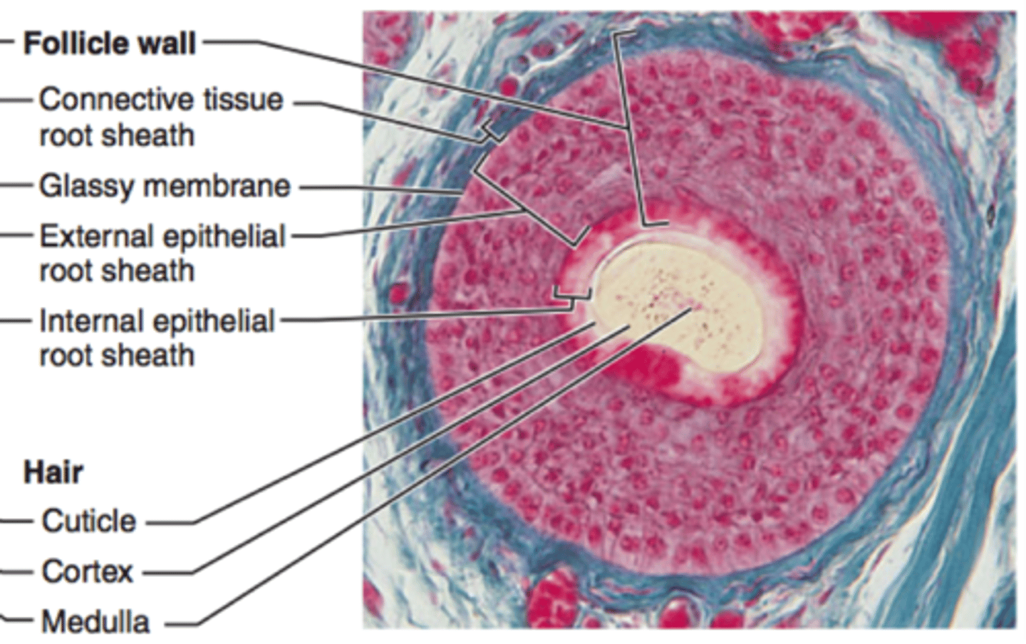 <p>is a thick, clear connective tissue sheath covering the hair root, connecting it to the tissue of the dermis</p>
