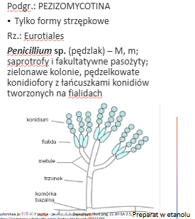 <p>Penicillium sp.</p><p>Gr.: ASCOMYCOTA – grzyby workowe</p><p>     Podgr.: PEZIZOMYCOTINA </p>
