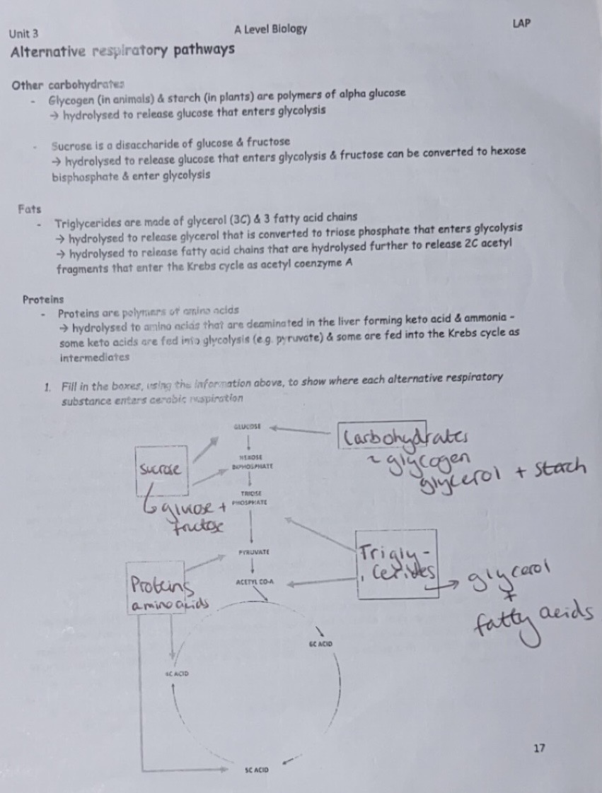 knowt flashcard image