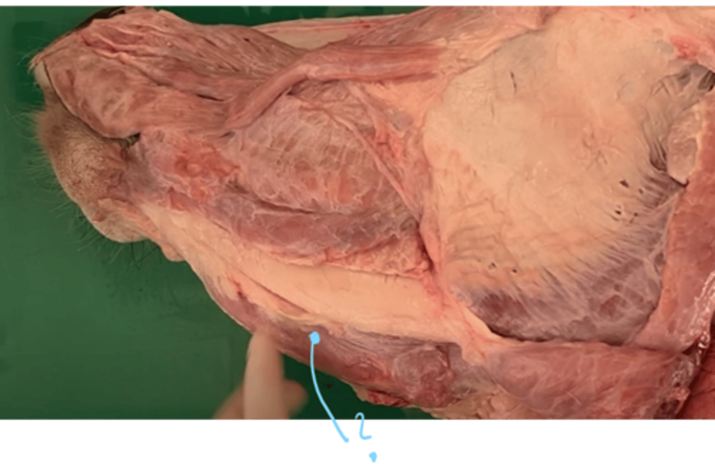 <p>which muscle is located here in between the molar parts of the mandible?</p>