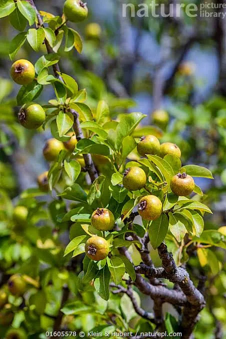 <p>European wild pear </p>