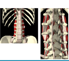 <p><span>mm. intertransversarii lumborum medialis (1)</span></p>